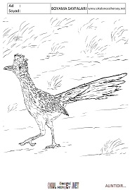 roadrunner boyama sayfaları